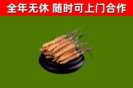 七星回收冬虫夏草
