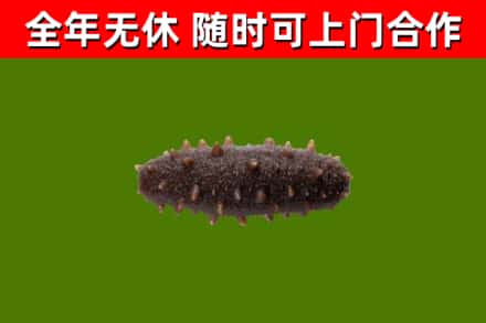 七星回收海参干